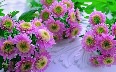 pink-flowers - photo2