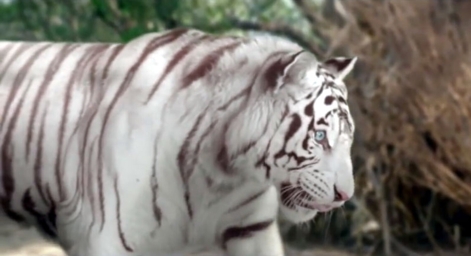 Watch Roar Tigers of the Sundarbans 1080p MovieFull-HD