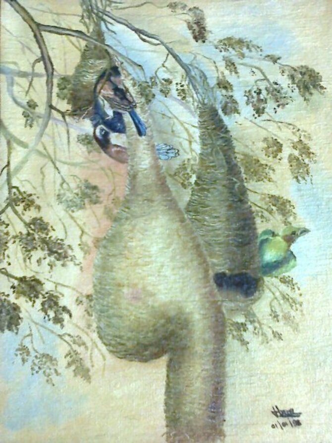 Code Magon25  Tailor bird