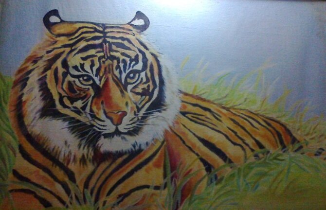 Code Magol10  Tiger