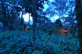 Treehouses Night view
