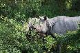 rhinos-in-kaziranga-national-park