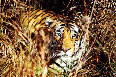 A-Bengal-Tiger-in-Kanha-National-Park