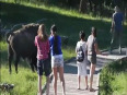 bison chasing zoo visitors video